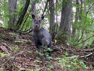 危ないですので、好き勝手に山奥に入らないでください。