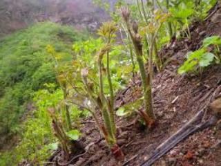 山うど、みそ煮やきんぴら天ぷらが美味しい！<br>
地元の山菜取りには、人気ありますよ～♪