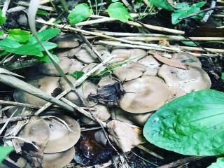 天然の山は食べられないものもありますので、むやみに口に入れないでください