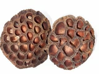 れんこんの実は、ハチの巣？