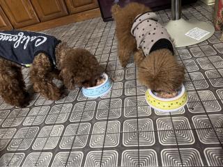 パウダーが細かいので違和感なくモリモリ食欲旺盛に食べてくれますよ♪