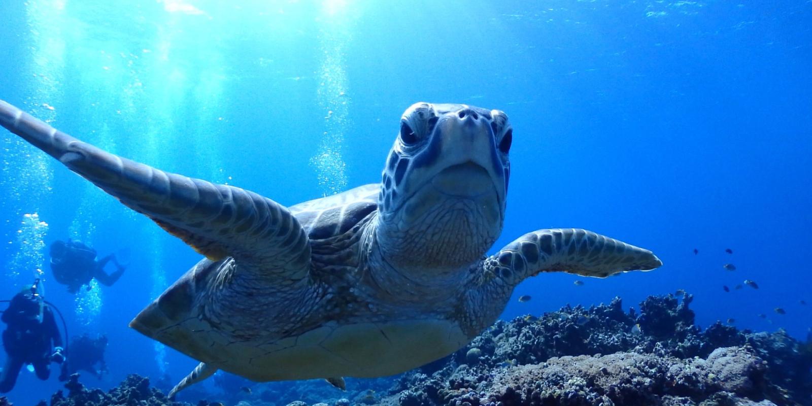 沖縄・北谷で選ばれ続ける信頼の老舗ダイビングショップ