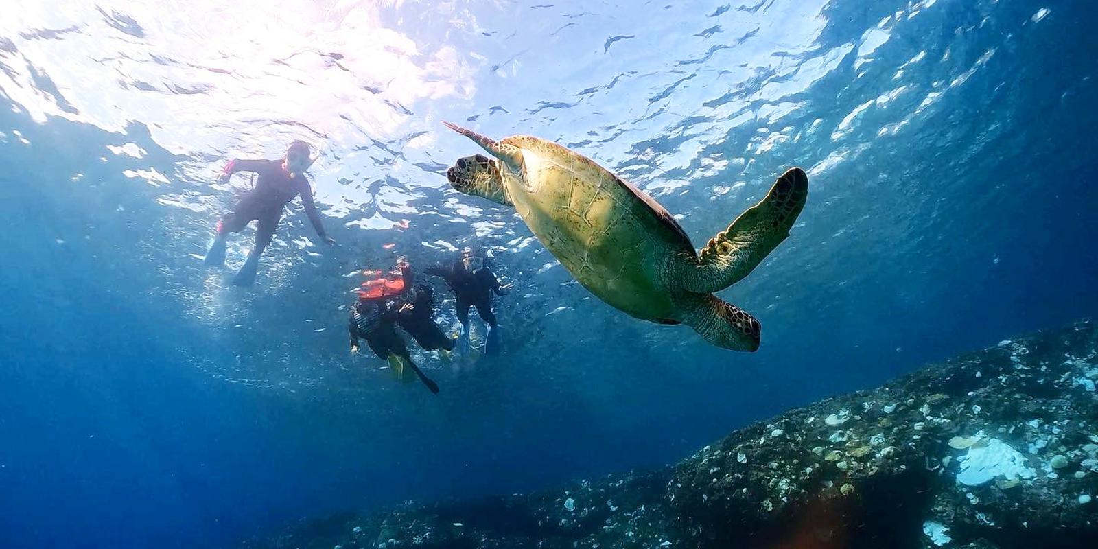 奄美大島でウミガメと泳ぐシュノーケリング｜初心者も安心の完全貸切ツアー