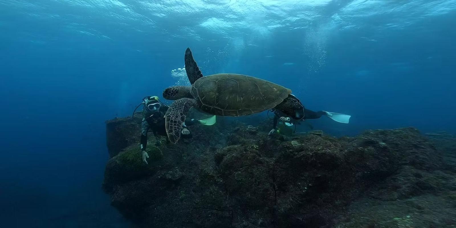 ダイビングショップanhelotrip | 神戸・淡路島・白浜・石垣島でのダイビングライセンス取得