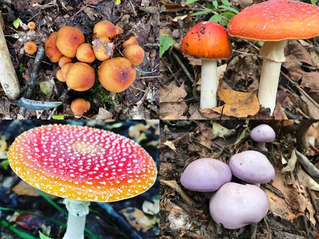 きのこ狩りツアー【秋限定】