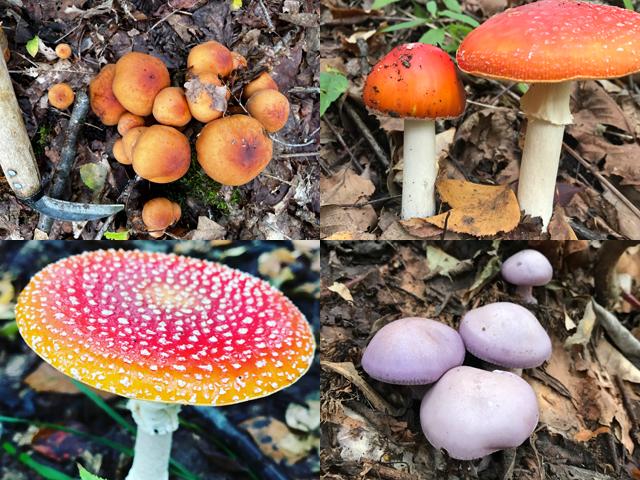 群馬県みなかみの山菜狩りときのこ狩りツアー