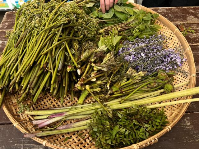 群馬県みなかみの山々で山菜狩りを楽しもませんか!