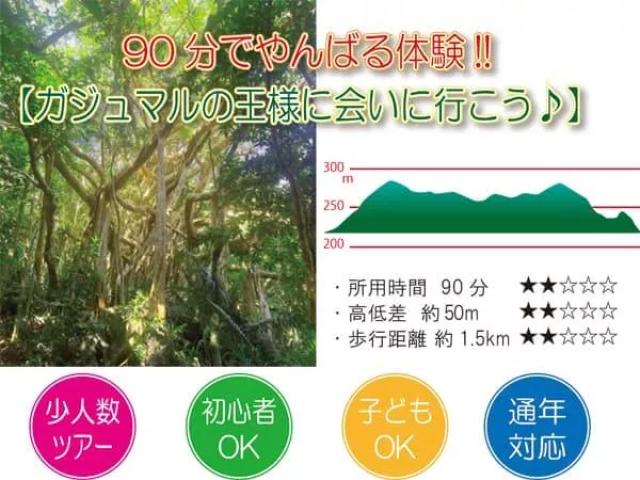 【沖縄・やんばる】ガジュマルの王様に会いに行こう♪