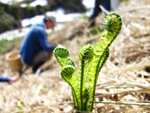 群馬県みなかみの山々で山菜狩りを楽しもませんか！