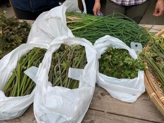 みなかみの大自然で山菜狩り沢山採れますよ