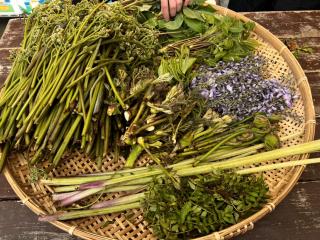 群馬県みなかみの山々で山菜狩りを楽しもませんか！