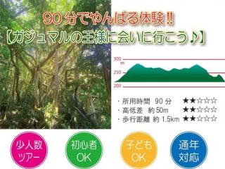 【沖縄・やんばる】ガジュマルの王様に会いに行こう♪