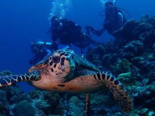 【ダイビングショップ Reverse】お1人様大歓迎～体験ダイビングプラン！