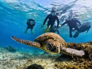 美しい奄美の海でウミガメと一緒にシュノーケリング
