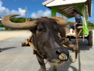 ピナイサーラの滝と由布島観光