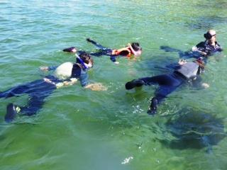 浅瀬や岩の裏などで佐渡の様々な生き物を見つけてみよう！