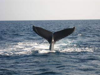 ケラマ体験ダイビング＆スノーケリング ※1月～3月はホエールウォッチング付き イメージ7