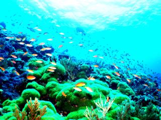 ケラマ2ボート（レンタル込み）※1月～3月はホエールウォッチング付き イメージ3