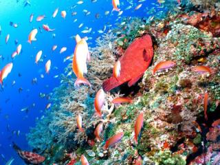 ケラマ2ボート（レンタル込み）※1月～3月はホエールウォッチング付き イメージ4