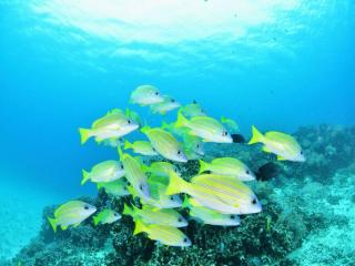 【完全貸切】沖縄本島周辺ビーチ・体験ダイビング イメージ4