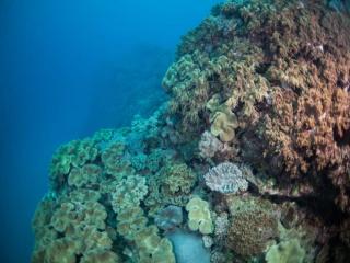 北谷の海底ピラミッド【沖縄の海底遺跡】・体験ダイビング イメージ5