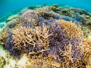 浅瀬の珊瑚の群生が素晴らしく、珊瑚の群生は北部のエリアの中ではトップクラスです。水深1M以下から群生しているのでエントリーしてからすぐに見ることができます。砂地は少しずつ深くなり、沖へ進んでも10M以下の水深なので時間を忘れてダイビングを楽しめます。崎本部緑地公園の隣には本部港フェリーターミナルがあり、大型船がくることがあるので注意が必要です。