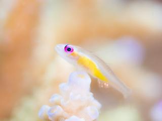 浅瀬の珊瑚礁にはマクロ派に人気のイシガキカエルウオ、フタイロカエルウオ、ヒトスジギンポ、アカメハゼなどがいます。ハマサンゴにはイバランカンザシ、カンザシヤドカリもいます。砂地にはヨメヒメジ、イシヨウジ、チョウチョウコショウダイなどいることが多いです。中層には名物のバラクーダ「タイワンカマス」の群れやボラの仲間が群れています。又、水温が下がりはじめるとコブシメの確立が高くなり、ユビエダハマサンゴに産卵をします。