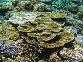 水納島のポイントでもっともおすすめのポイントはケーブルと呼ばれるポイント。透明度の高く、白い砂地にいくつかの根が点在する。又、浅瀬の珊瑚の群生の規模は沖縄でもトップクラスです。
砂地にはダイバーに人気のガーデンイール(チンアナゴ)がたくさんみられ、根のまわりにはスカシテンジクダイやキンギョハナダイなどが群れています。