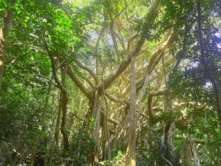 【ガジュマルの王様に会いに行こう♪】90分でやんばる体験!! 世界自然遺産 やんばるの森 トレッキング エコツアー イメージ2