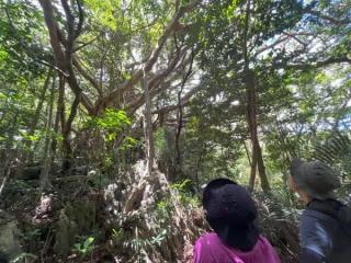 【ガジュマルの王様に会いに行こう♪】90分でやんばる体験!! 世界自然遺産 やんばるの森 トレッキング エコツアー イメージ4