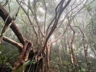 【ガジュマルの王様に会いに行こう♪】90分でやんばる体験!! 世界自然遺産 やんばるの森 トレッキング エコツアー イメージ7