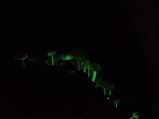 【大宜味村・やんばるの森ナイトツアー】沖縄｜貸切・子連れOK｜星空＆夜の生き物観察（1.5時間／少雨決行） イメージ1