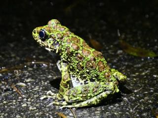 【大宜味村・やんばるの森ナイトツアー】沖縄｜貸切・子連れOK｜星空＆夜の生き物観察（1.5時間／少雨決行） イメージ2