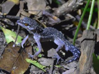 【大宜味村・やんばるの森ナイトツアー】沖縄｜貸切・子連れOK｜星空＆夜の生き物観察（1.5時間／少雨決行） イメージ3