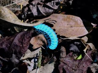 【大宜味村・やんばるの森ナイトツアー】沖縄｜貸切・子連れOK｜星空＆夜の生き物観察（1.5時間／少雨決行） イメージ4