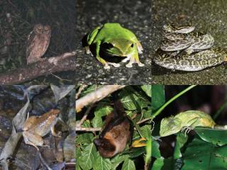【大宜味村・やんばるの森ナイトツアー】沖縄｜貸切・子連れOK｜星空＆夜の生き物観察（1.5時間／少雨決行） イメージ7