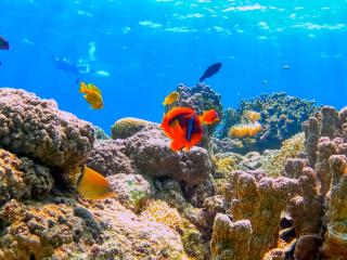 お1人様大歓迎～体験ダイビングプラン！ イメージ2