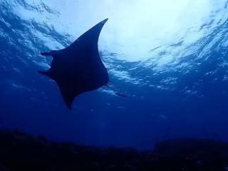 初心者専用ライセンス！初ダイバー最短らくらく2日取得♪お1人様大歓迎！ イメージ1