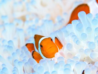 初心者専用ライセンス！初ダイバー最短らくらく2日取得♪お1人様大歓迎！ イメージ4