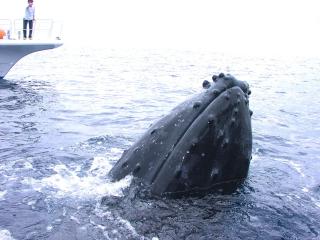 沖縄：那覇発、1日で楽しむ慶良間諸島シュノーケリングツアー イメージ3