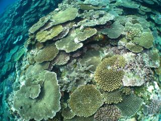 沖縄：那覇発、1日で楽しむ慶良間諸島シュノーケリングツアー イメージ4