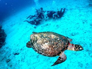 沖縄：那覇発、1日で楽しむ慶良間諸島シュノーケリングツアー イメージ7