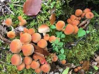 未開の地へ漕ぎ出そう！ きのこが沢山採れるかも～(^^♪