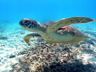 ダイブセンターOKKY サブイメージ5